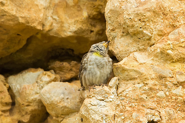 Steinsperling (Petronia petronia)