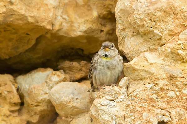 Steinsperling (Petronia petronia)