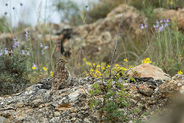 Steinsperling (Petronia petronia)