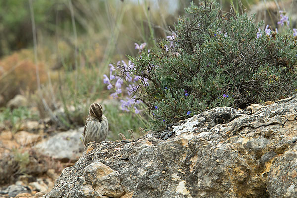 Steinsperling (Petronia petronia)