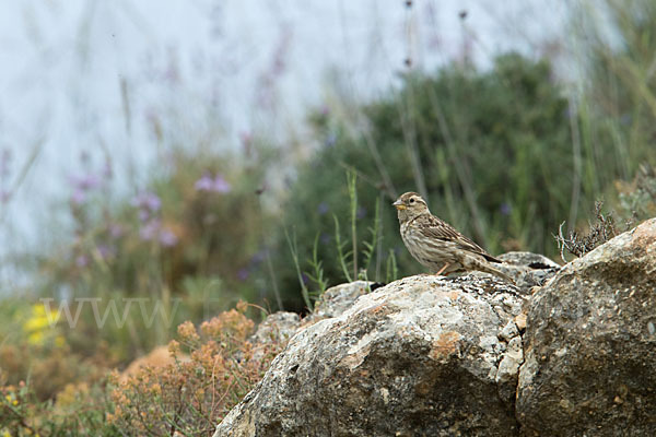 Steinsperling (Petronia petronia)