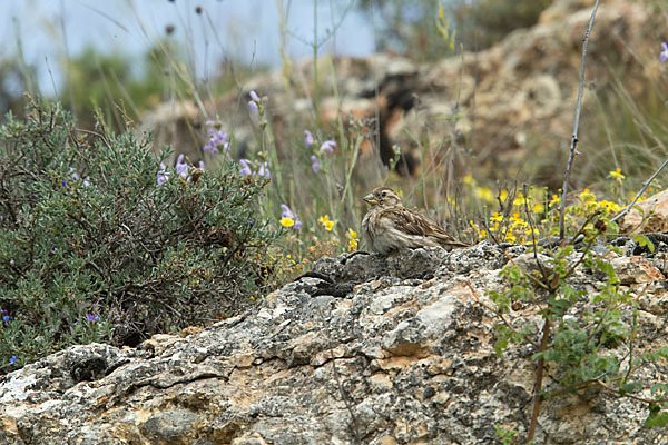 Steinsperling (Petronia petronia)