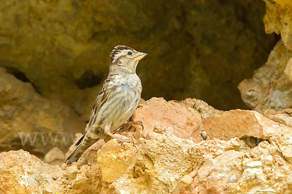 Steinsperling (Petronia petronia)