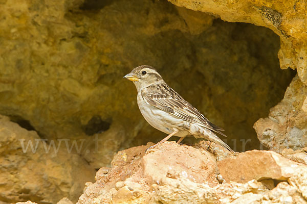 Steinsperling (Petronia petronia)