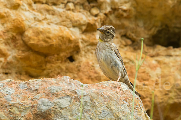 Steinsperling (Petronia petronia)