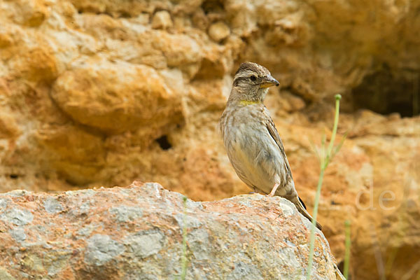 Steinsperling (Petronia petronia)