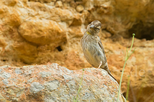 Steinsperling (Petronia petronia)