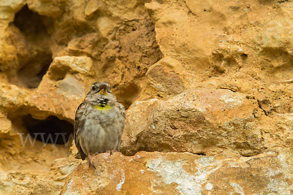 Steinsperling (Petronia petronia)