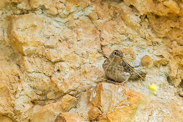 Steinsperling (Petronia petronia)