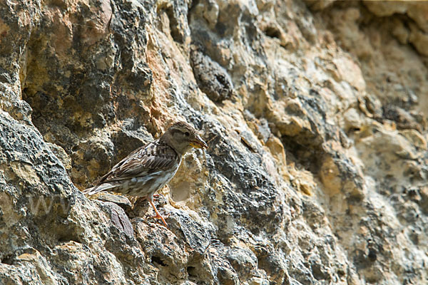 Steinsperling (Petronia petronia)