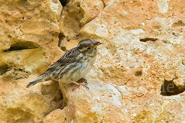 Steinsperling (Petronia petronia)