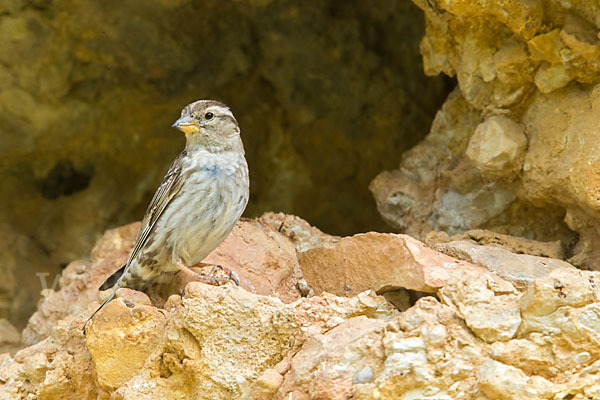 Steinsperling (Petronia petronia)