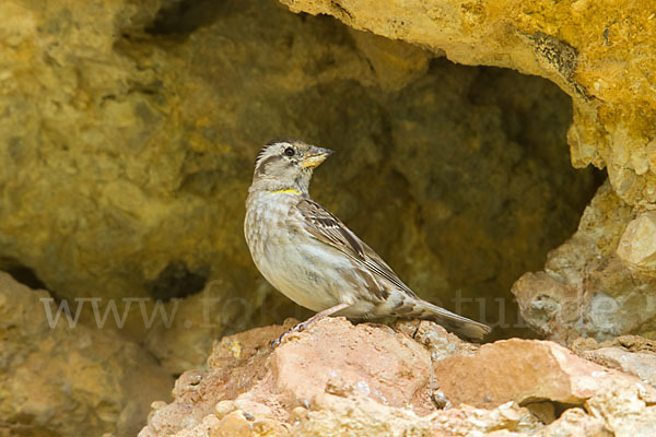 Steinsperling (Petronia petronia)