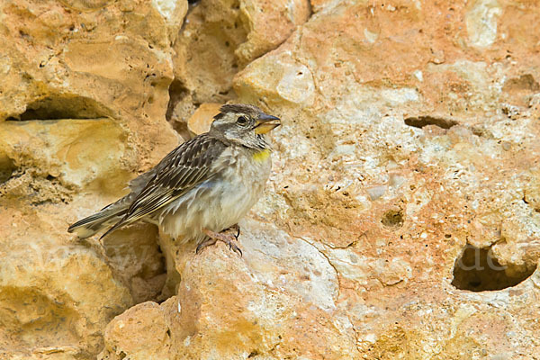 Steinsperling (Petronia petronia)