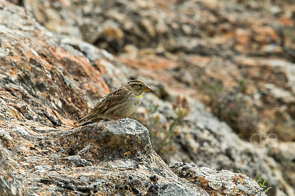 Steinsperling (Petronia petronia)