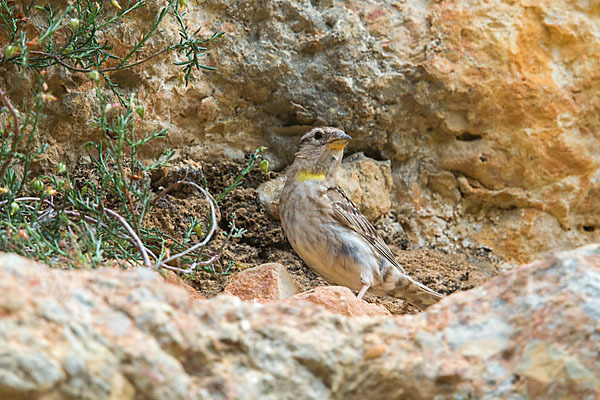 Steinsperling (Petronia petronia)