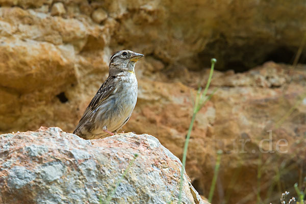 Steinsperling (Petronia petronia)