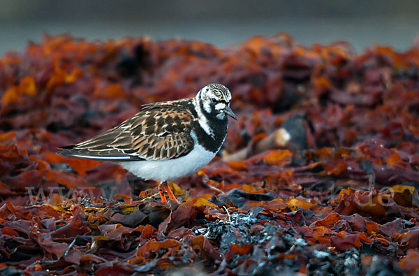 Steinwälzer (Arenaria interpres)