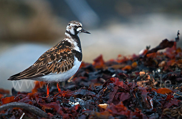 Steinwälzer (Arenaria interpres)