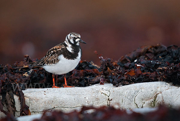 Steinwälzer (Arenaria interpres)