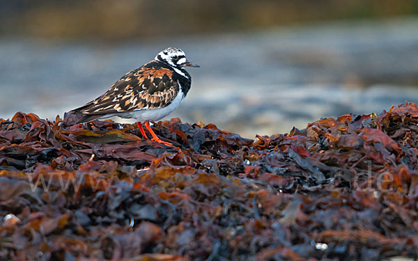 Steinwälzer (Arenaria interpres)