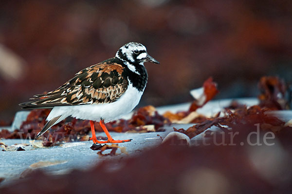 Steinwälzer (Arenaria interpres)