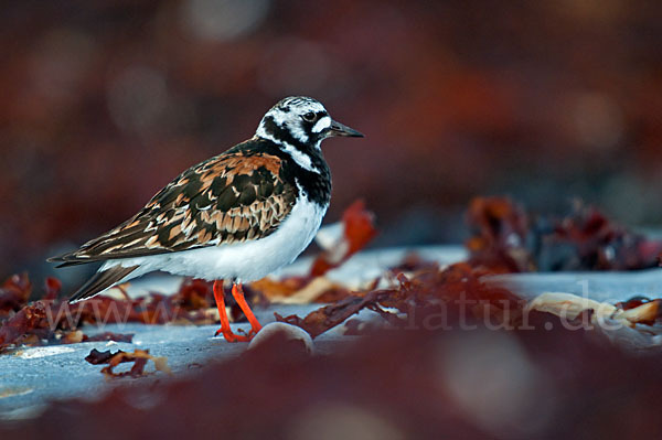 Steinwälzer (Arenaria interpres)