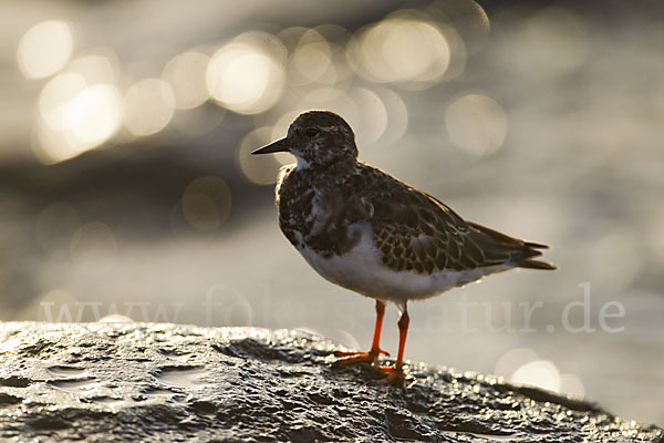 Steinwälzer (Arenaria interpres)