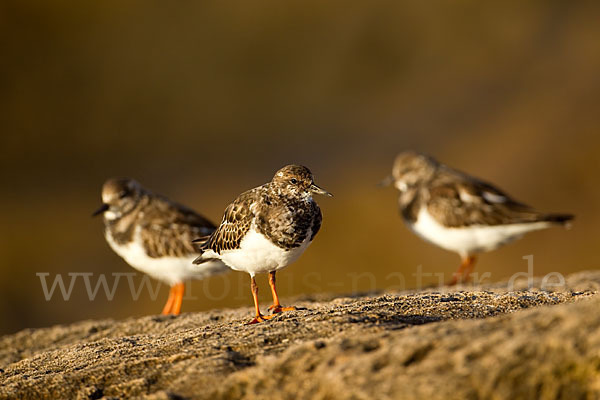 Steinwälzer (Arenaria interpres)