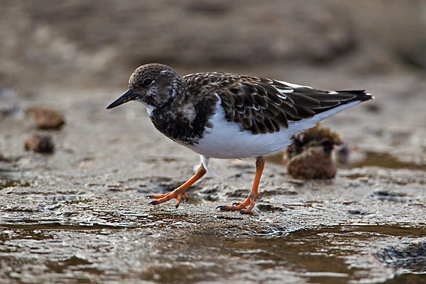 Steinwälzer (Arenaria interpres)