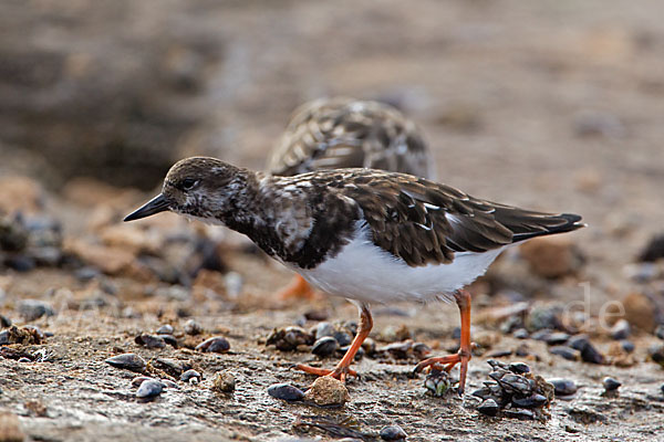 Steinwälzer (Arenaria interpres)