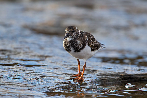 Steinwälzer (Arenaria interpres)