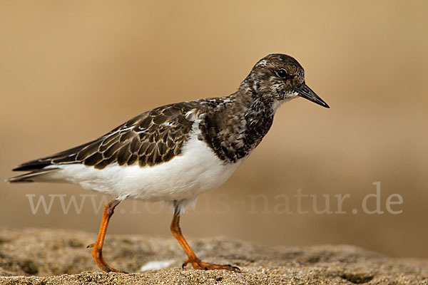 Steinwälzer (Arenaria interpres)