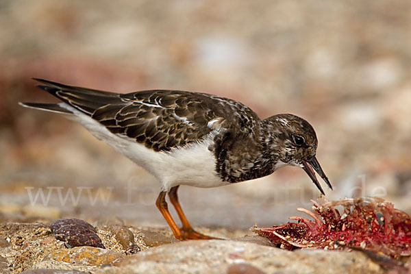 Steinwälzer (Arenaria interpres)