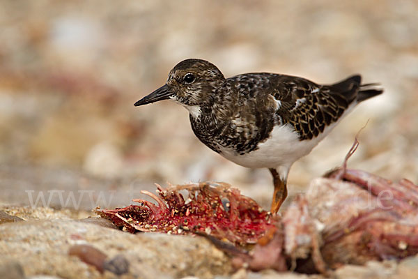 Steinwälzer (Arenaria interpres)