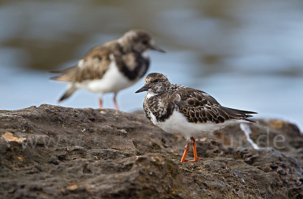 Steinwälzer (Arenaria interpres)