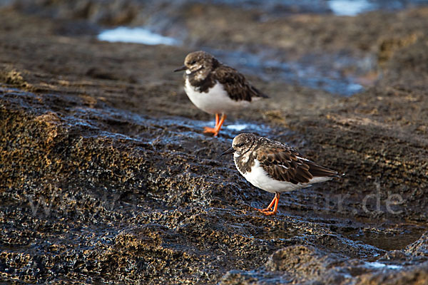 Steinwälzer (Arenaria interpres)