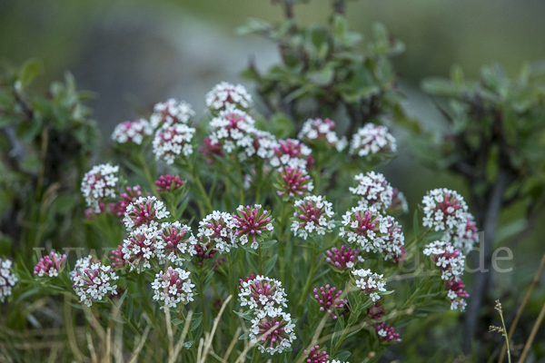 Stellera chamaejasme (Stellera chamaejasme)