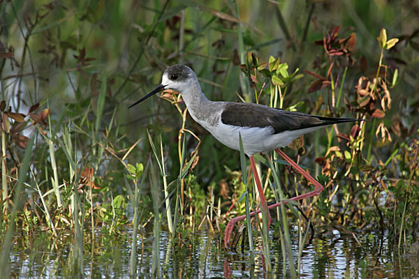 Stelzenläufer (Himantopus himantopus)