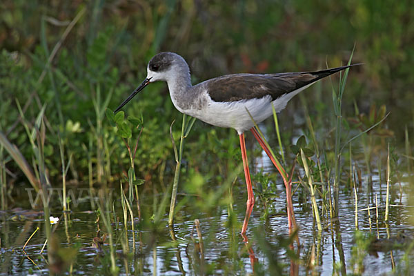 Stelzenläufer (Himantopus himantopus)