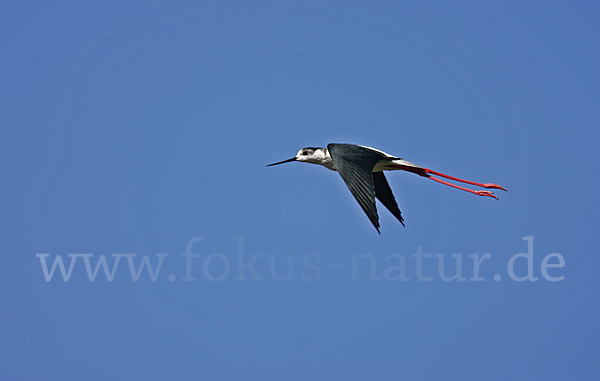 Stelzenläufer (Himantopus himantopus)