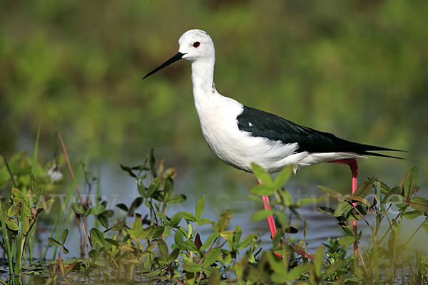 Stelzenläufer (Himantopus himantopus)