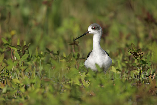 Stelzenläufer (Himantopus himantopus)