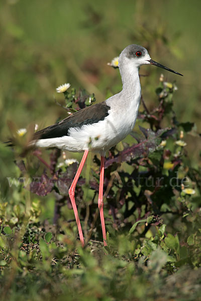 Stelzenläufer (Himantopus himantopus)