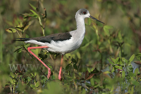 Stelzenläufer (Himantopus himantopus)