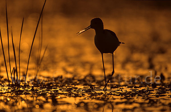 Stelzenläufer (Himantopus himantopus)