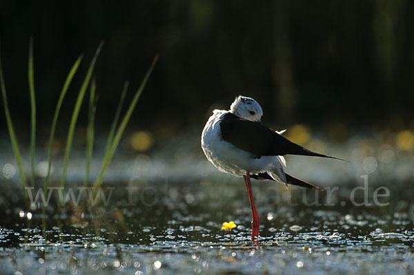 Stelzenläufer (Himantopus himantopus)