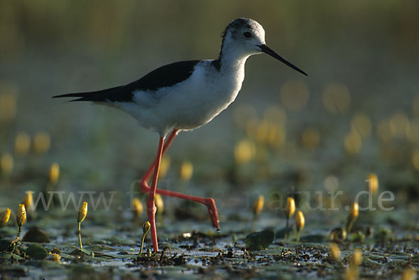 Stelzenläufer (Himantopus himantopus)