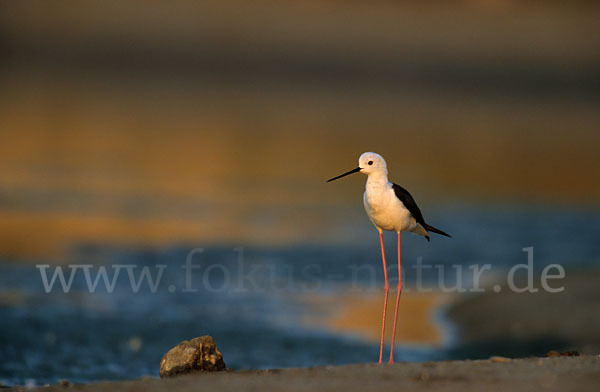 Stelzenläufer (Himantopus himantopus)