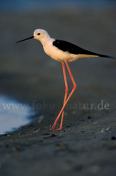 Stelzenläufer (Himantopus himantopus)